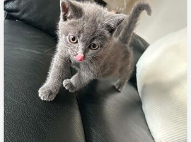 british blue kittens