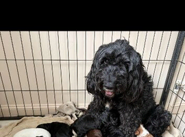 Beautiful cockapoo  Puppies boys and girls