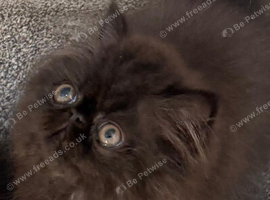 Registered Pedigree persian kittens