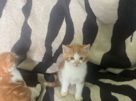 Kittens looking for their forever homes