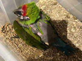 Selling baby handreared military macaw
