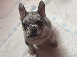 Stunning litter of true to type Frenchbulldogs READY THIS WEEKEND
