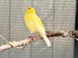 Canary for sale
