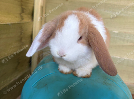 Mini lops