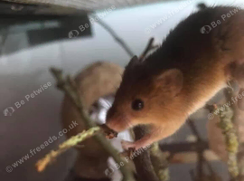 Harvest mice