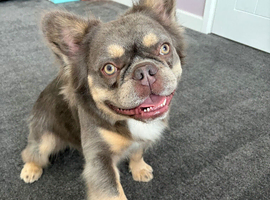 Fluffy French Bulldog looking for a new home