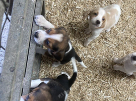 4 beagles puppies for sale