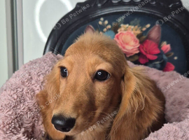 KC registered miniature dachshund