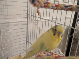 Re- home budgie