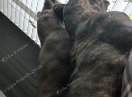 2 frenchies