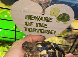 Dwarf Herman tortoise for sale