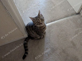 2 male cats