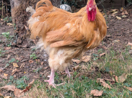 Rooster free to good home.