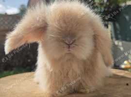 Supper fluffy baby bunnies  teddywidders