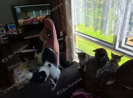 3 female kittens for sale