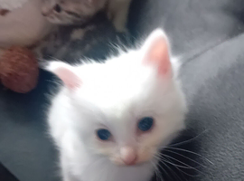 2 beautiful white fluffy kittens and one grey tabby