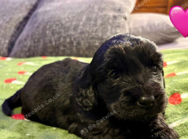 F2 Cockapoo Puppies.