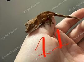 Patternless / Buckskin or low-expression Bi-color Crested Gecko