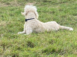 Lovely standard poodle available due to no fault of hers