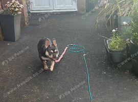 Chanel needs a new home