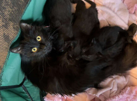 3 beautiful kittens 2 girls 1 boy