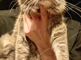 Male cat