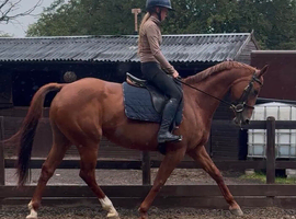 Diamond Fallon - Quality ISH Mare
