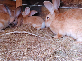 3 giant bunnies in Liverpool