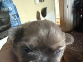 Just two gorgeous pups