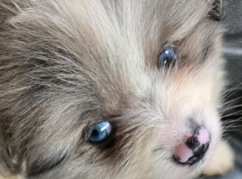 Pretty Pomeranians
