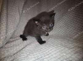 Two male black and white kittens