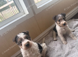 Wire Hired Fox Terrier puppies for sale