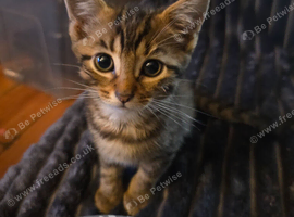 Two female kittens for sale