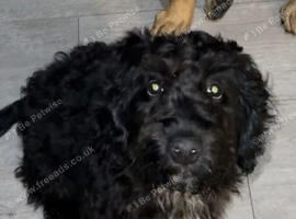 Beautiful soft cockapoo