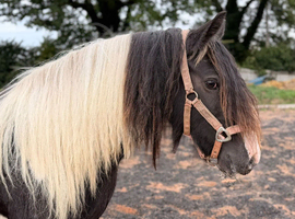 Beautiful Show Quality Piebald Mare
