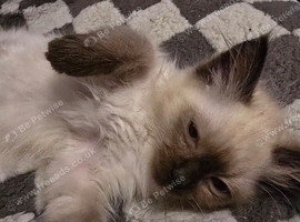 Ragdoll kittens from gccf parents