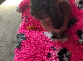 Gorgeous, friendly Giant French Lop