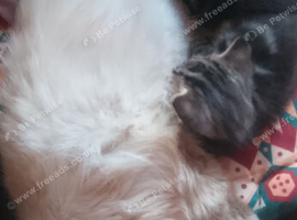 Full lynx ragdoll x tabby kittens