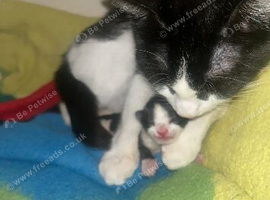 Domestic kittens