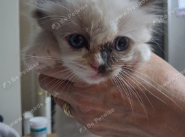 READY NOW GCCF registered Ragdoll kittens