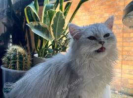 Beautiful persian cat for sale