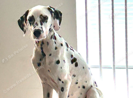 6-Month-Old Male Dalmatian Looking for a Loving Home