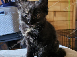 2 beautiful kittens for sale