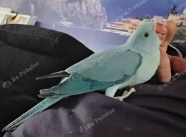 Babies blue ring neck 8 weeks old &pound;300. Each
