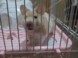 Syrian hamster