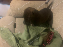 American bully puppy's