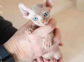 Rare tabby champion sphynx kittens