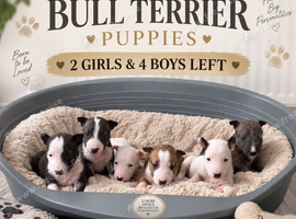 Beautiful English Bull Terrier Puppies