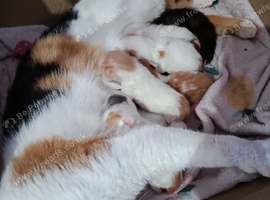 Cat and kittens
