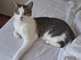 Tabby white female